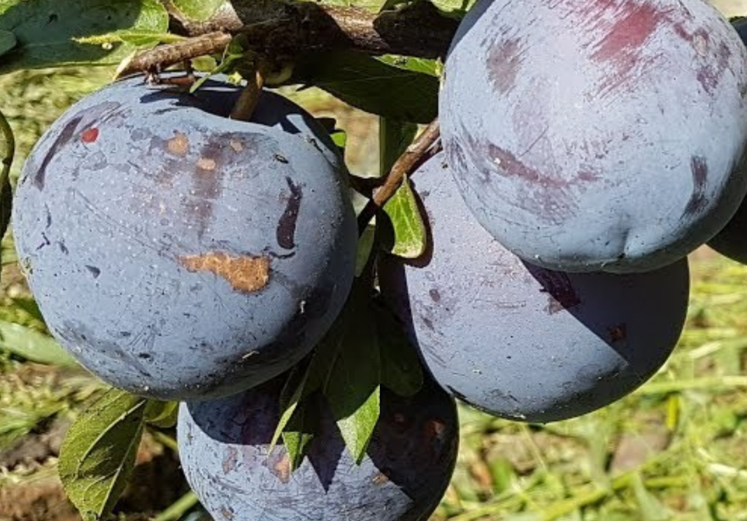 Слива Бербанк гигант Слива Бербанк гигант