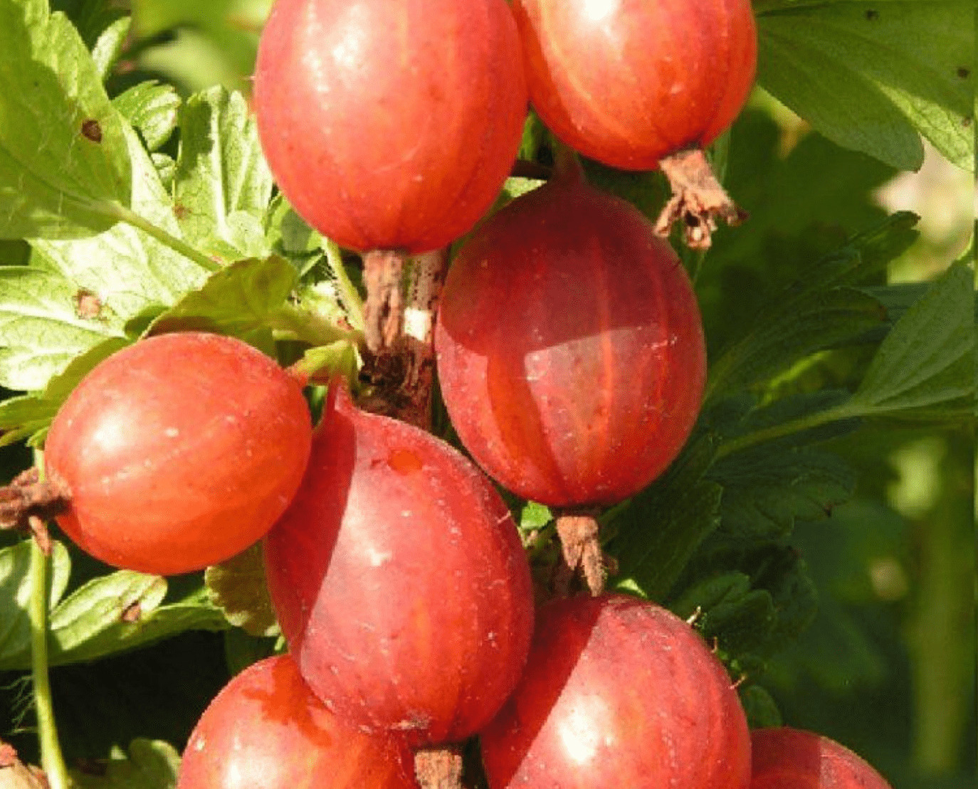 Крыжовник Конфетный Крыжовник Конфетный