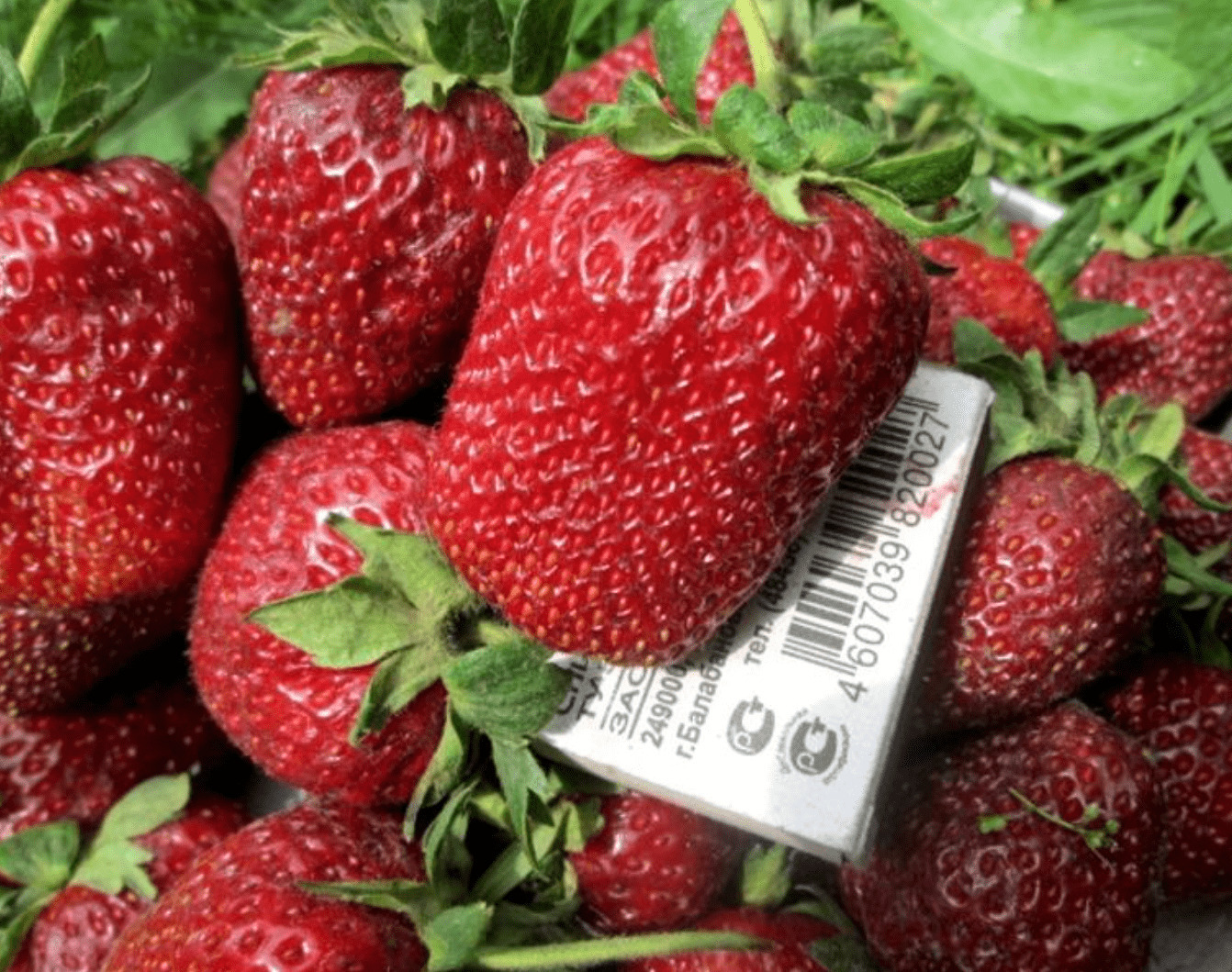 Клубника Маршал Клубника Маршал