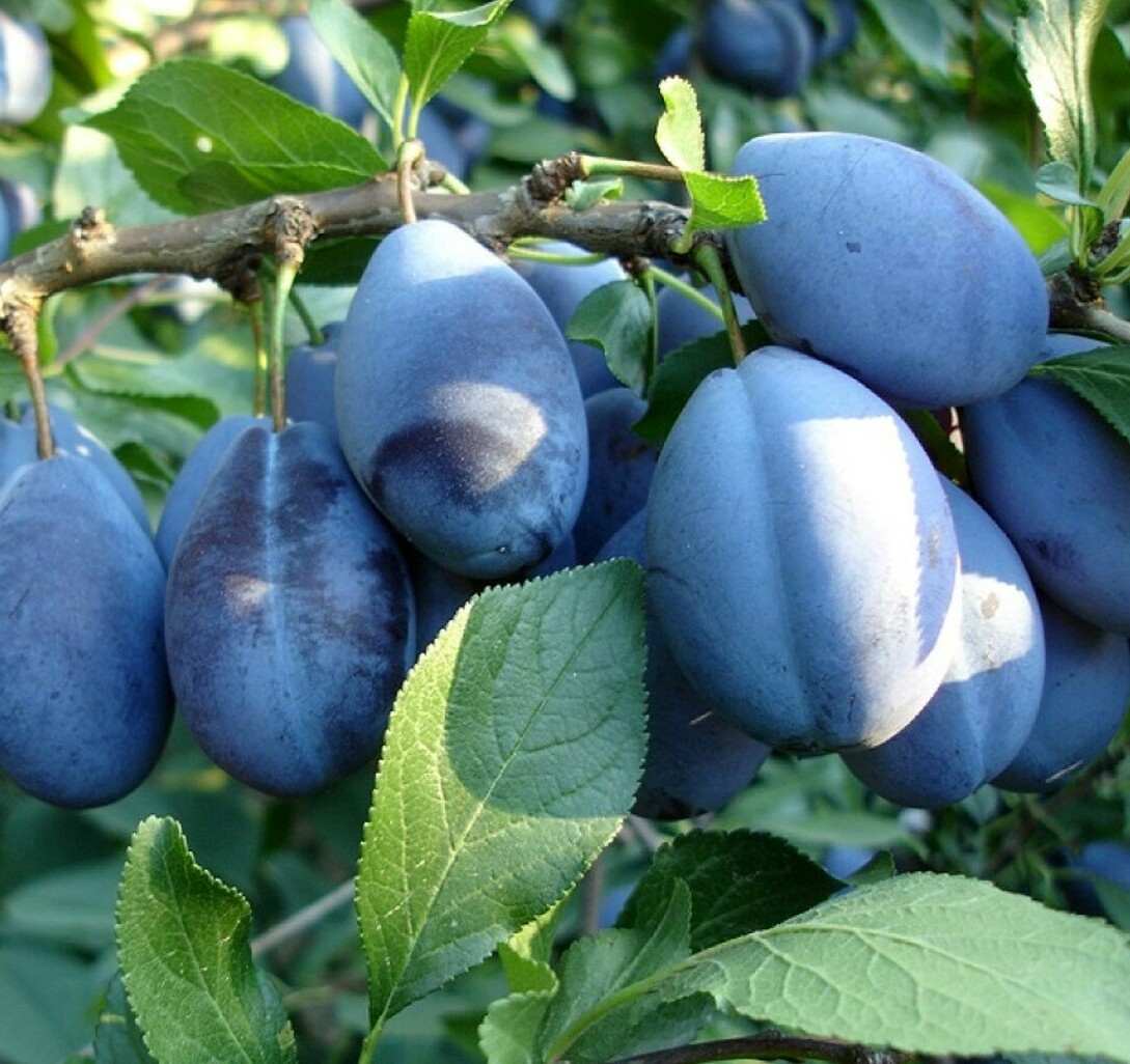 Слива Изюм – Эрик Слива Изюм – Эрик