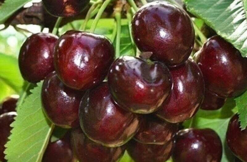 Черешня Бычье сердце Черешня Бычье сердце