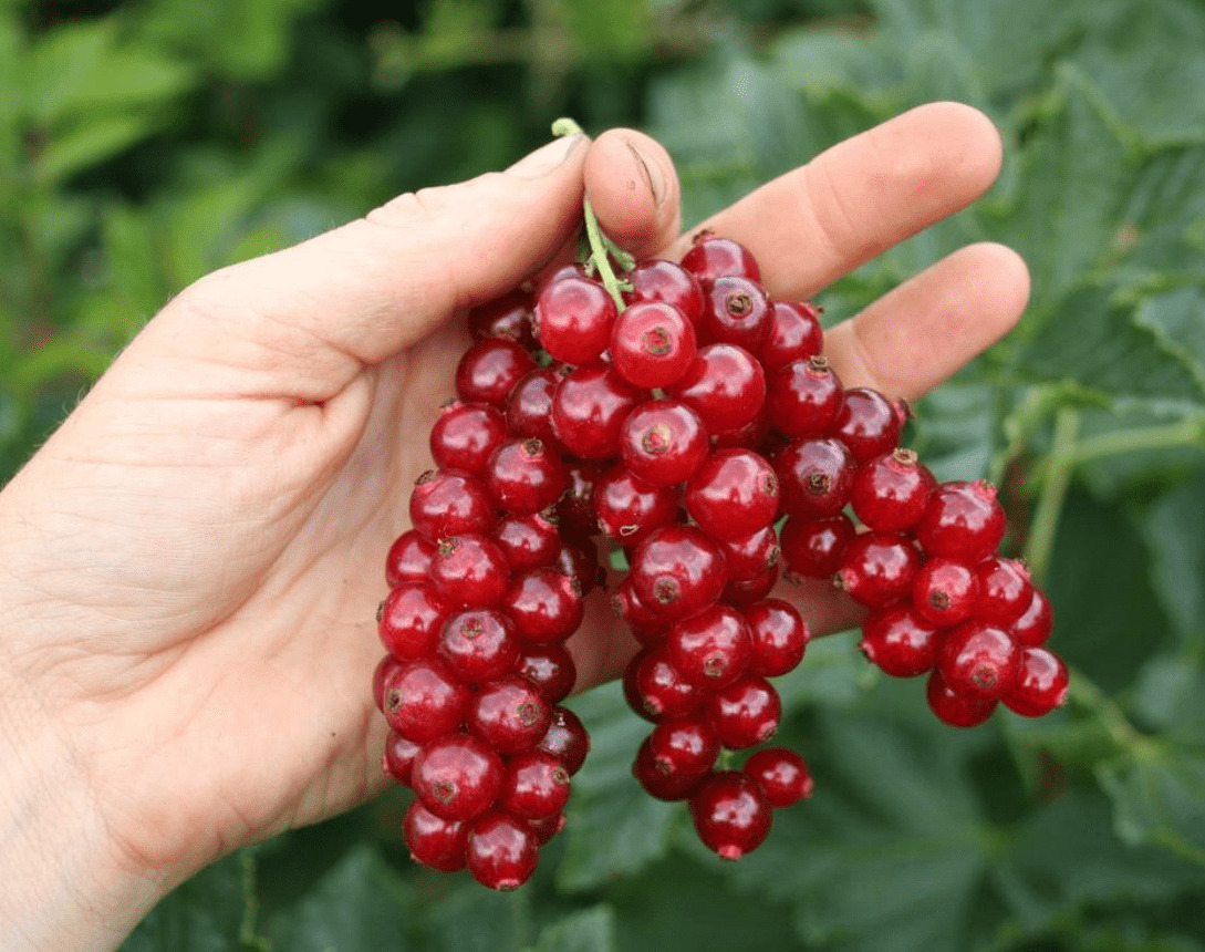 Смородина Голландская красная Смородина Голландская красная