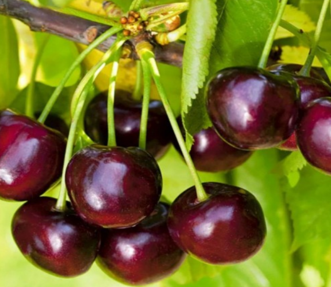 Вишня Шалунья Вишня Шалунья