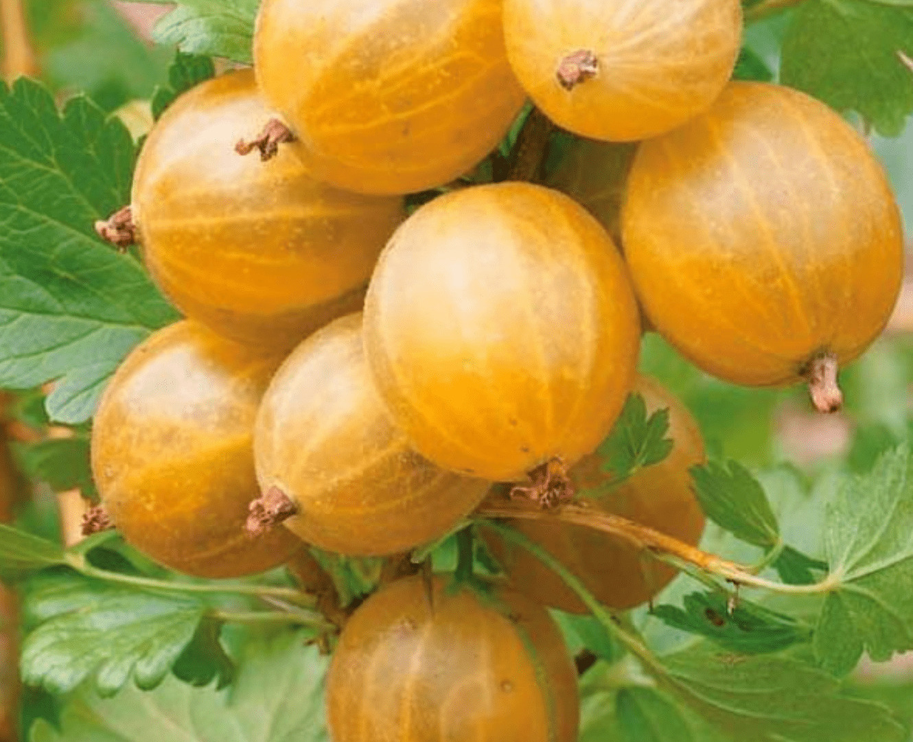 Крыжовник Русский желтый Крыжовник Русский желтый