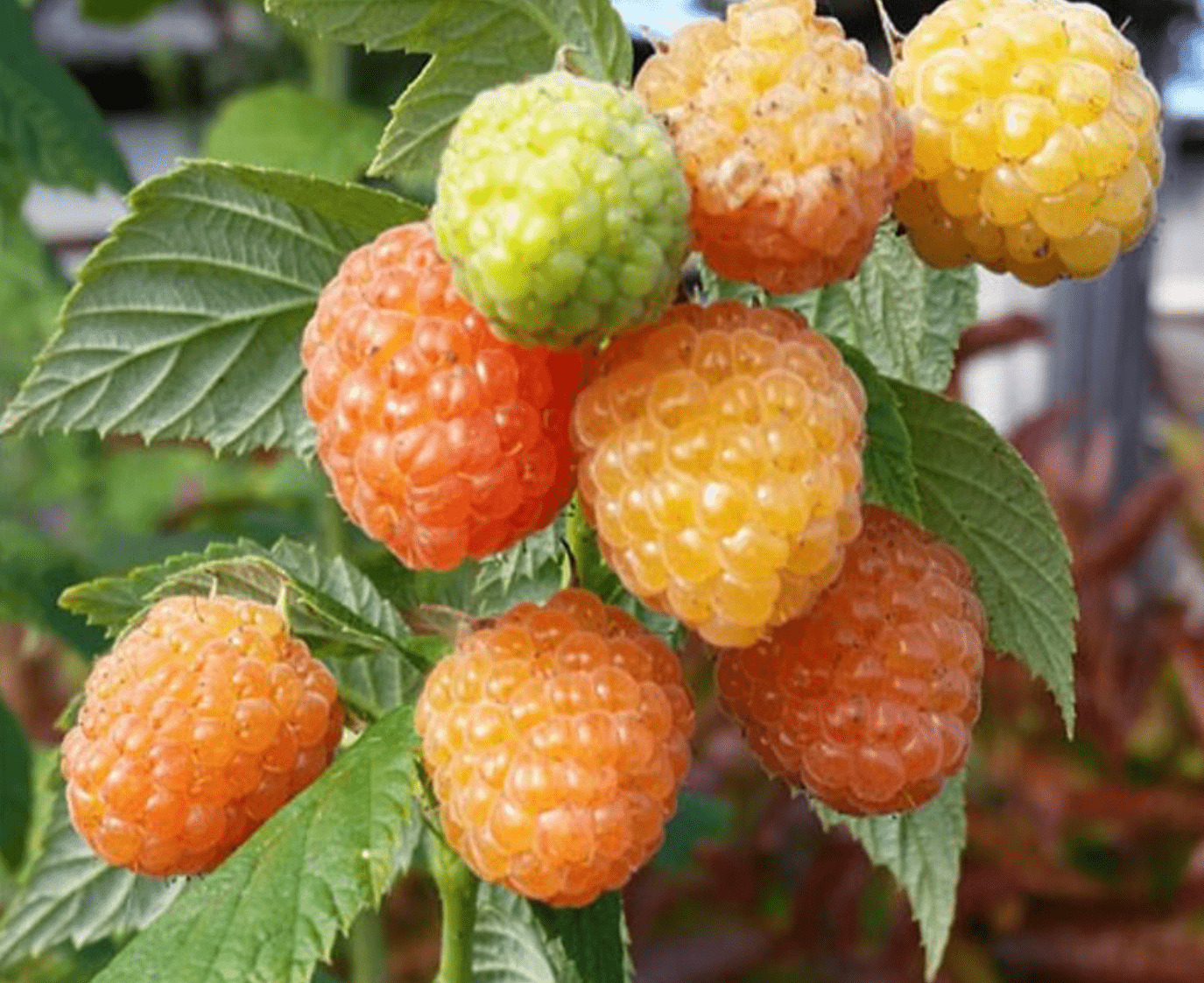 Малина Фалл голд Малина Фалл голд