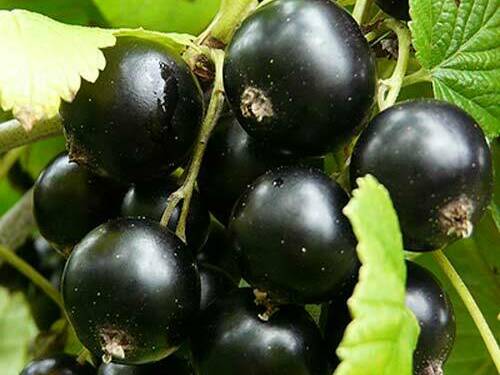 Смородина Чёрная Сокровище Смородина Чёрная Сокровище