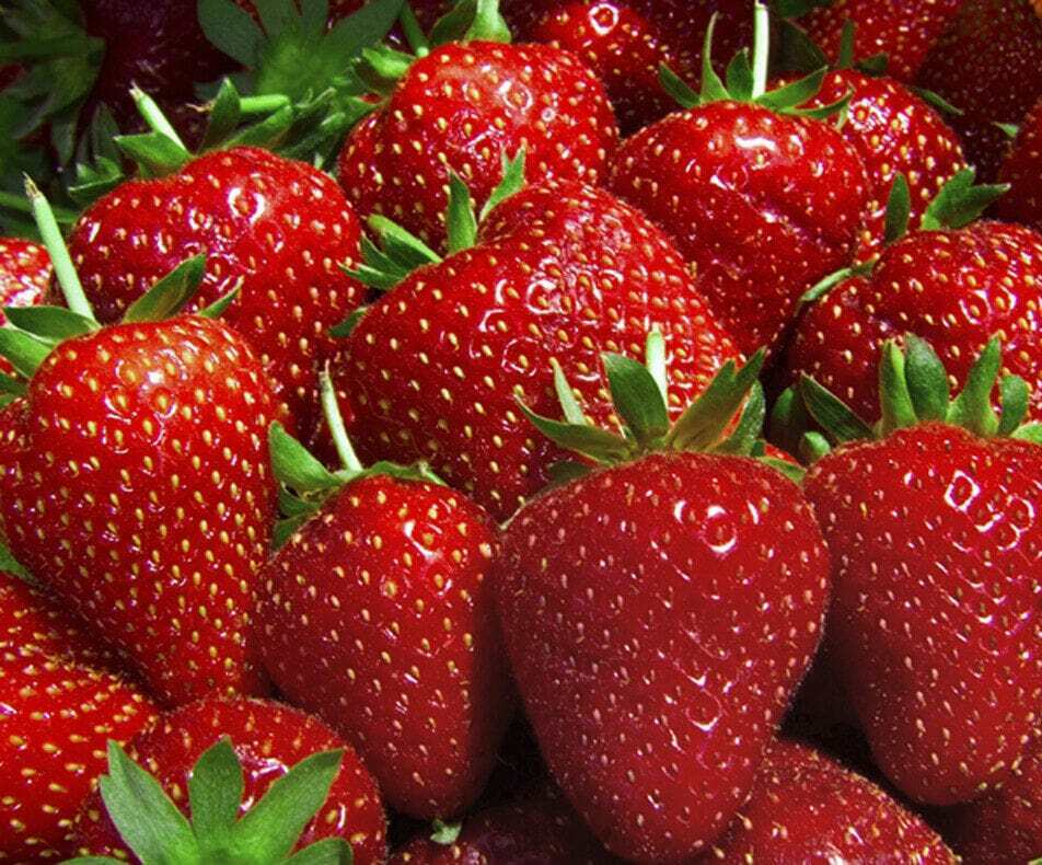 Клубника Альба Клубника Альба