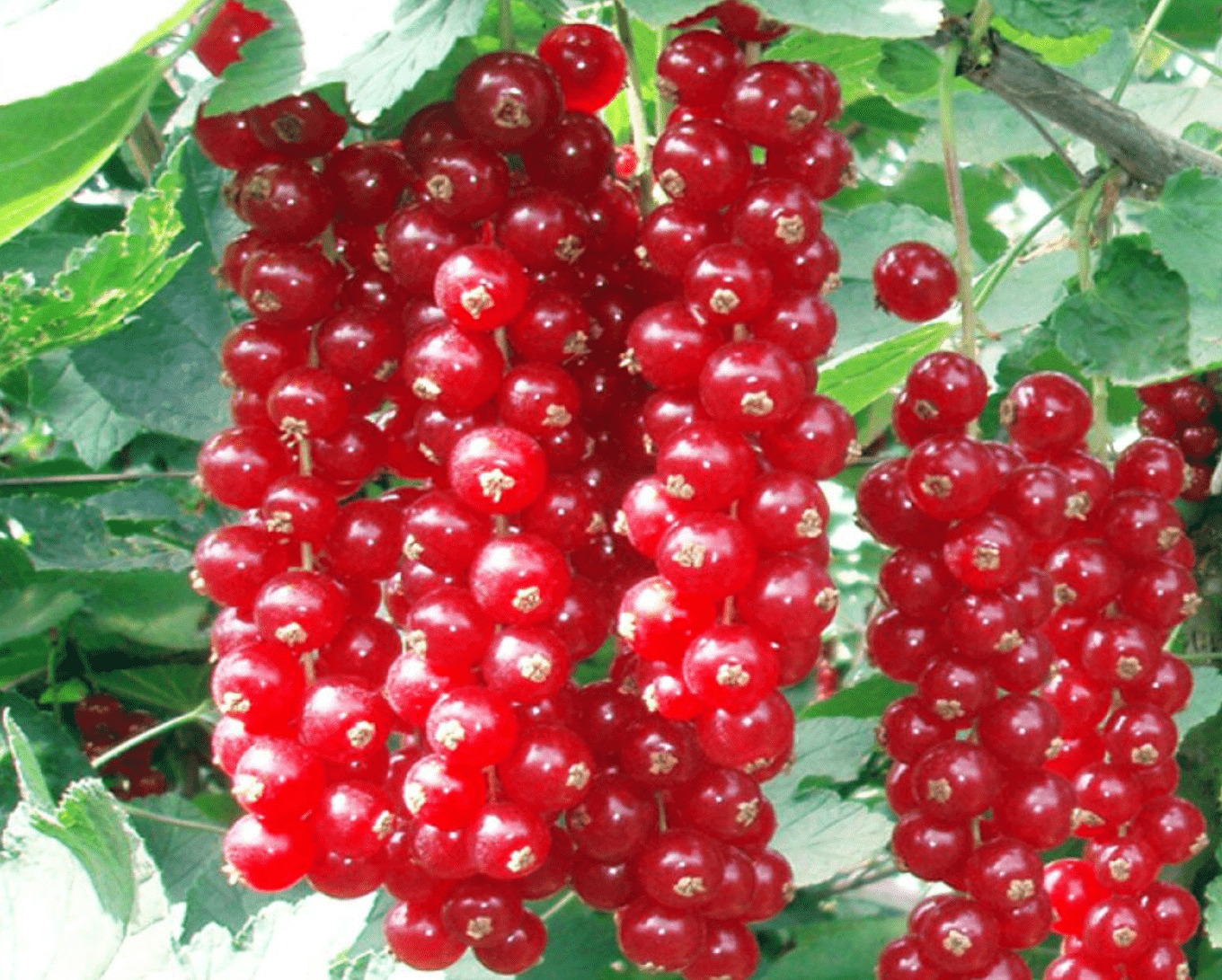 Смородина красная Сахарная Смородина красная Сахарная