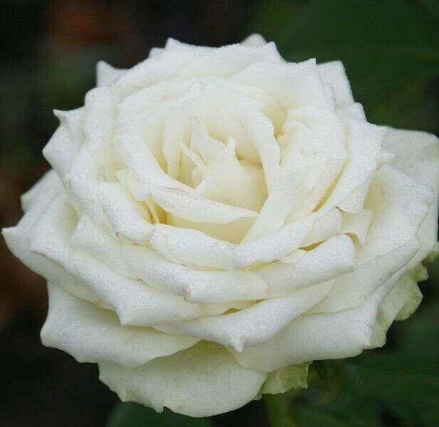 Роза Эдвин Роза Эдвин