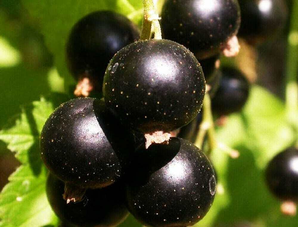 Смородина чёрная Выставочная Смородина чёрная Выставочная