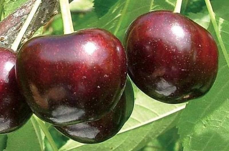 Черешня Кордия Черешня Кордия