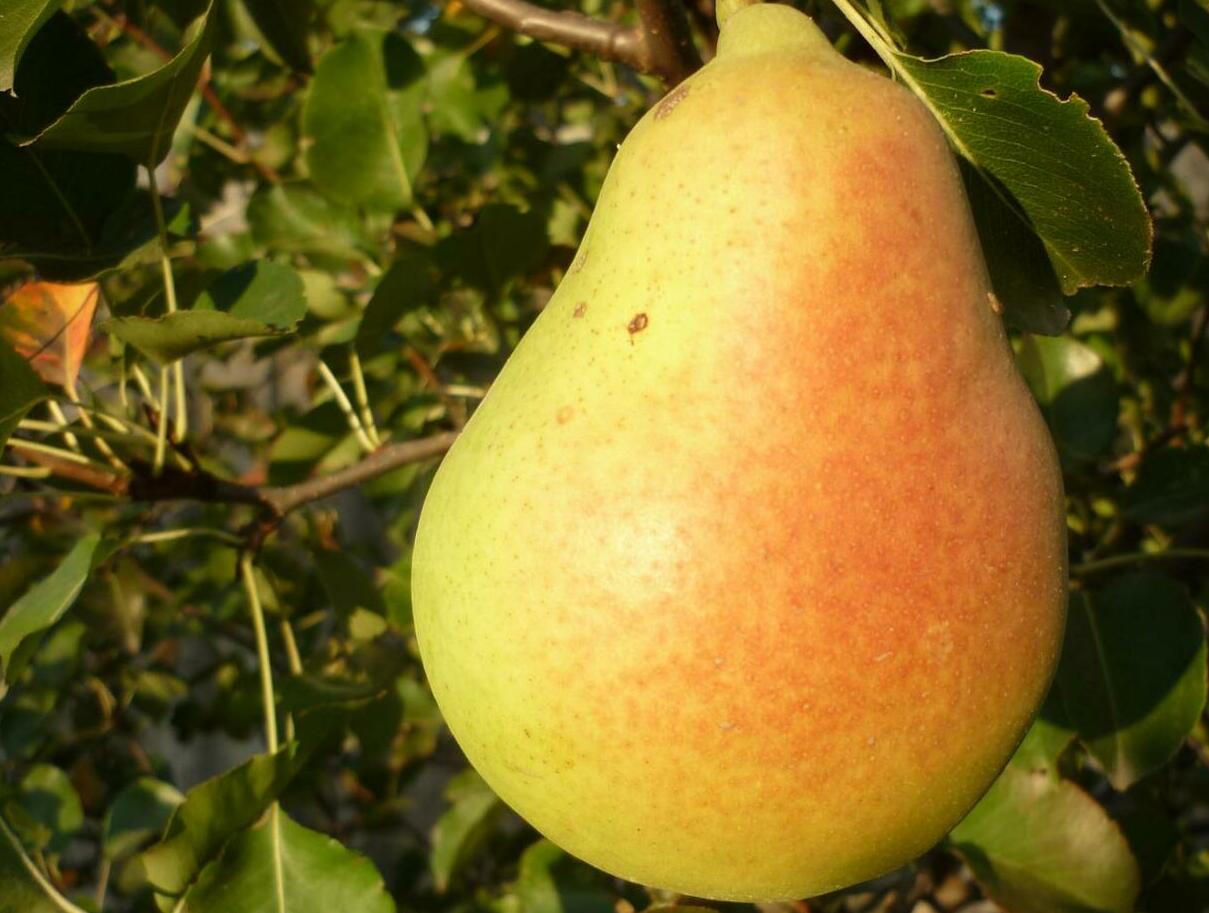 Груша Любимица Клаппа Груша Любимица Клаппа