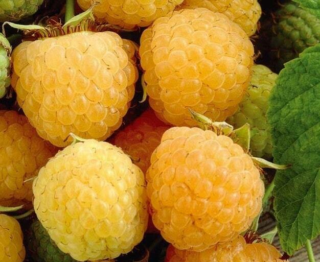 Малина Ремонтантная «Утренняя роса» Малина Ремонтантная «Утренняя роса»