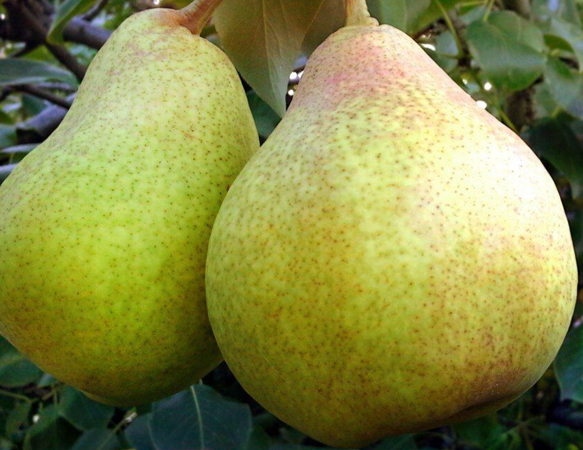 Груша Мария Груша Мария