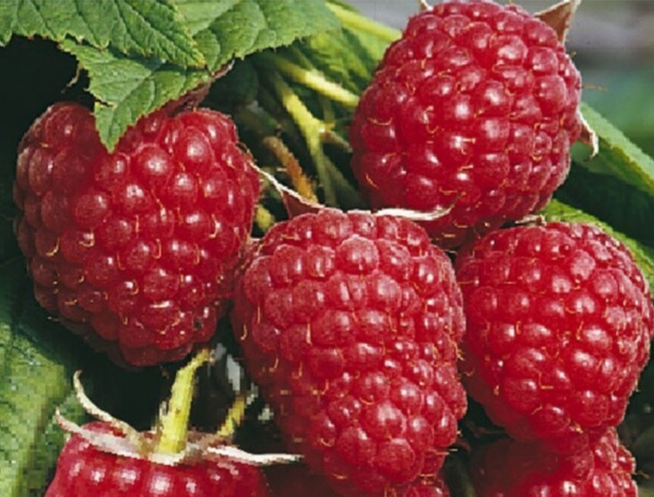 Малина Бриллиантовая Малина Бриллиантовая