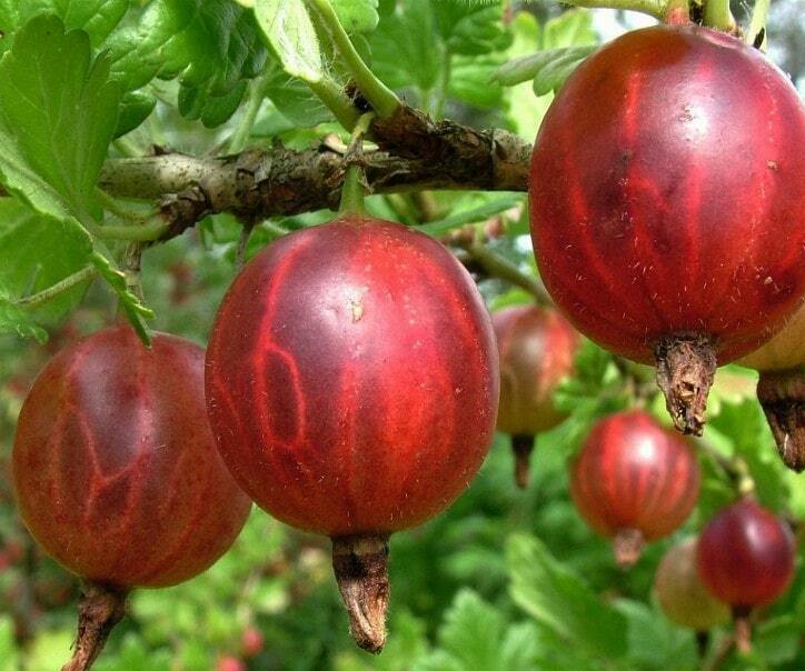 Крыжовник Колобок Крыжовник Колобок