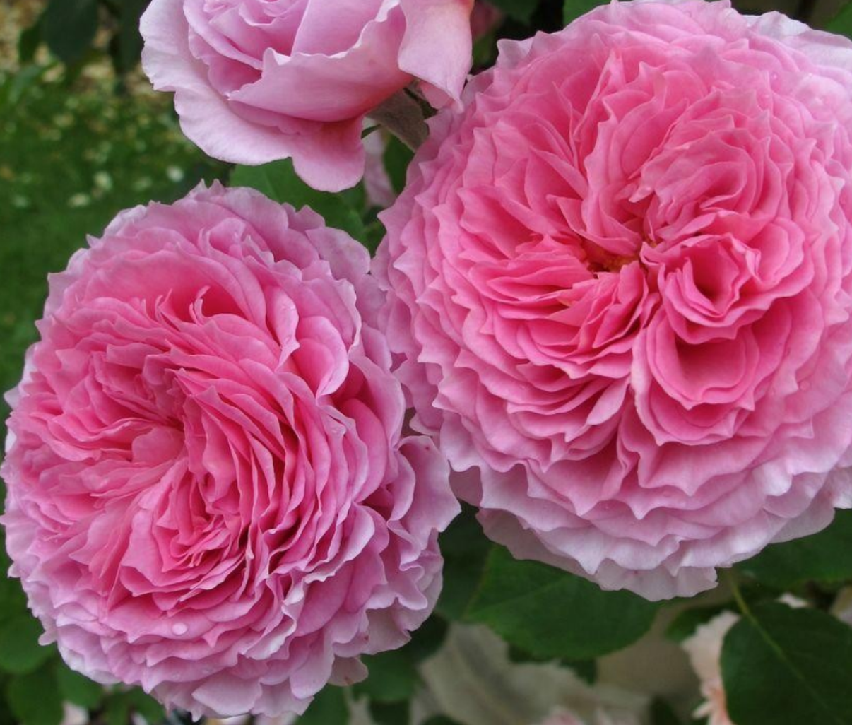 Роза английская Джеймс Галвей Роза английская Джеймс Галвей