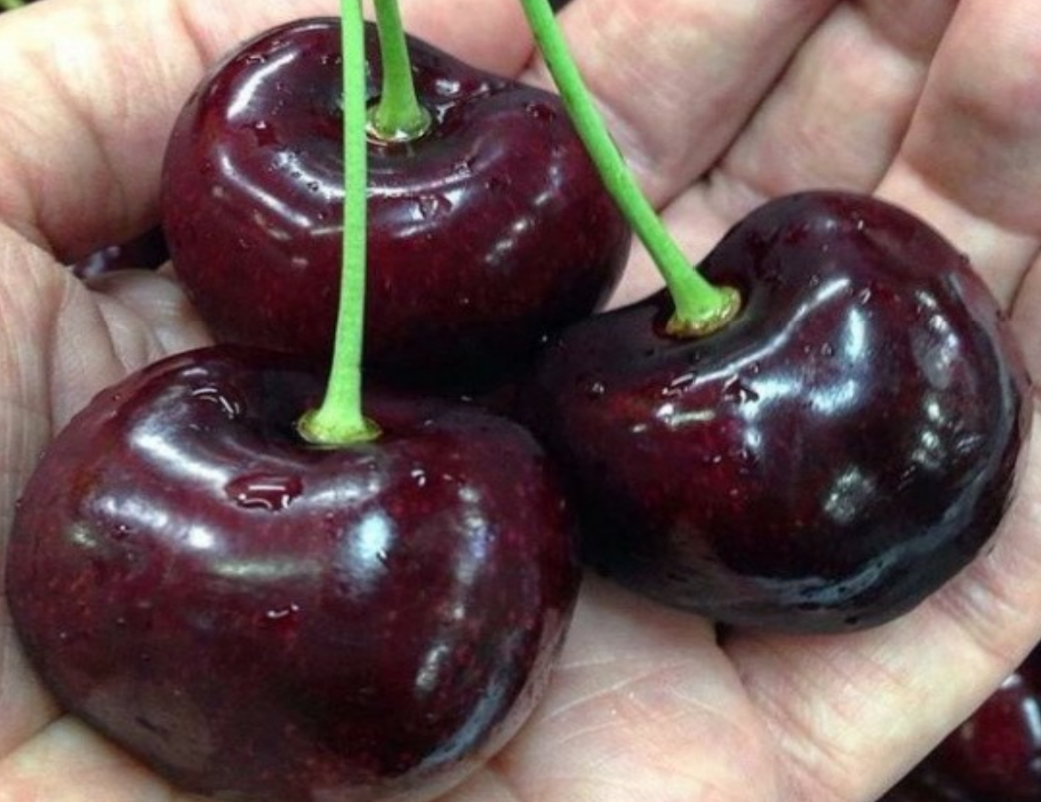 Черешня Гигант Ред Черешня Гигант Ред