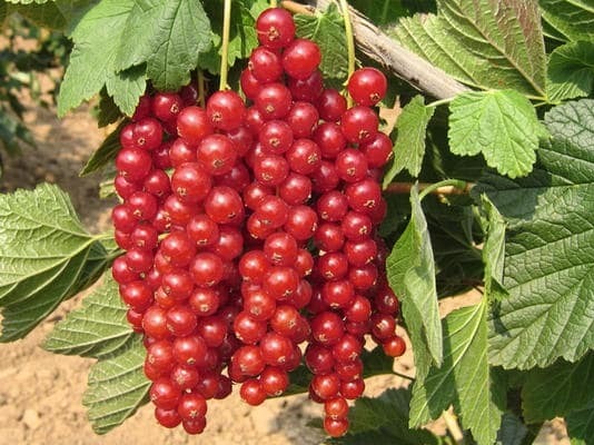 Смородина красная Натали Смородина красная Натали