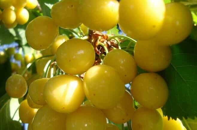 Черешня Дрогана желтая Черешня Дрогана желтая
