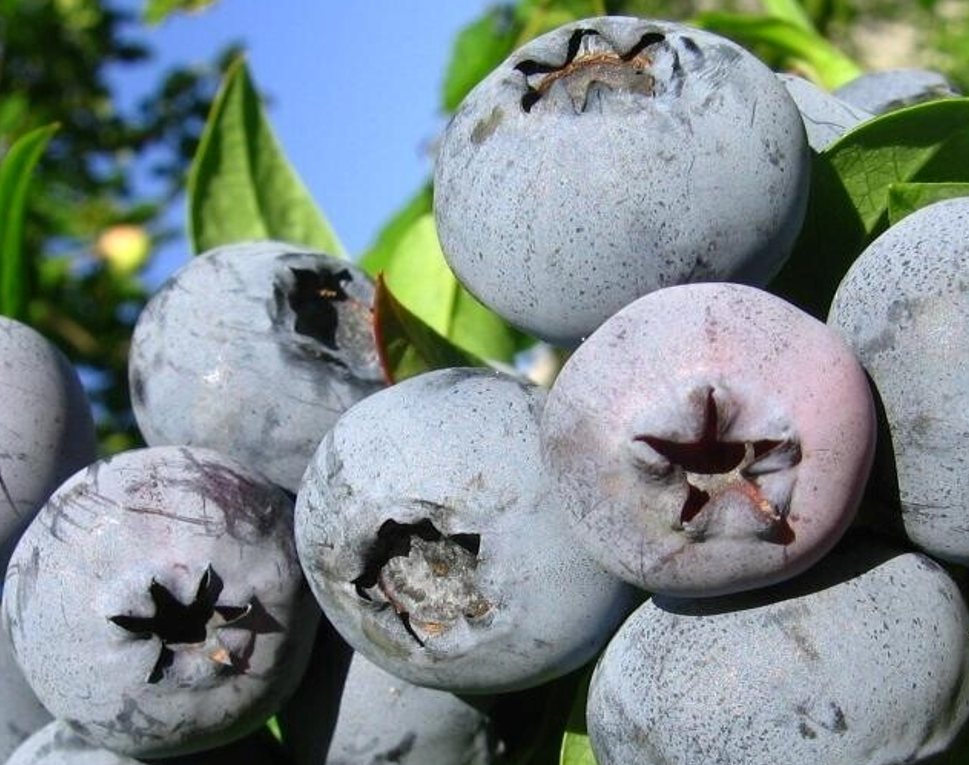 Голубика Аврора Голубика Аврора