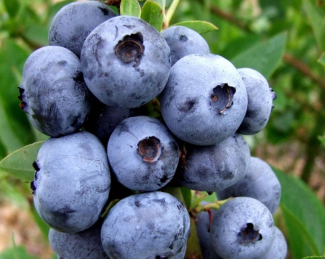 Голубика Блюголд Голубика Блюголд