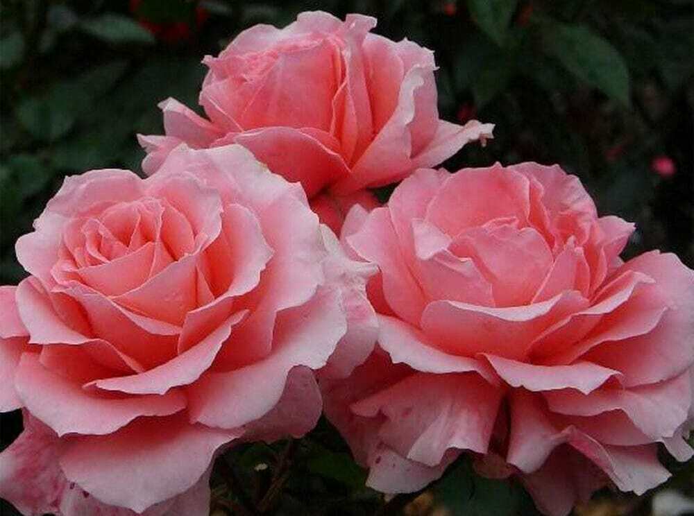 Роза Свинг Роза Свинг