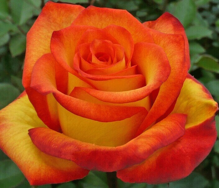 Роза Тукан Роза Тукан