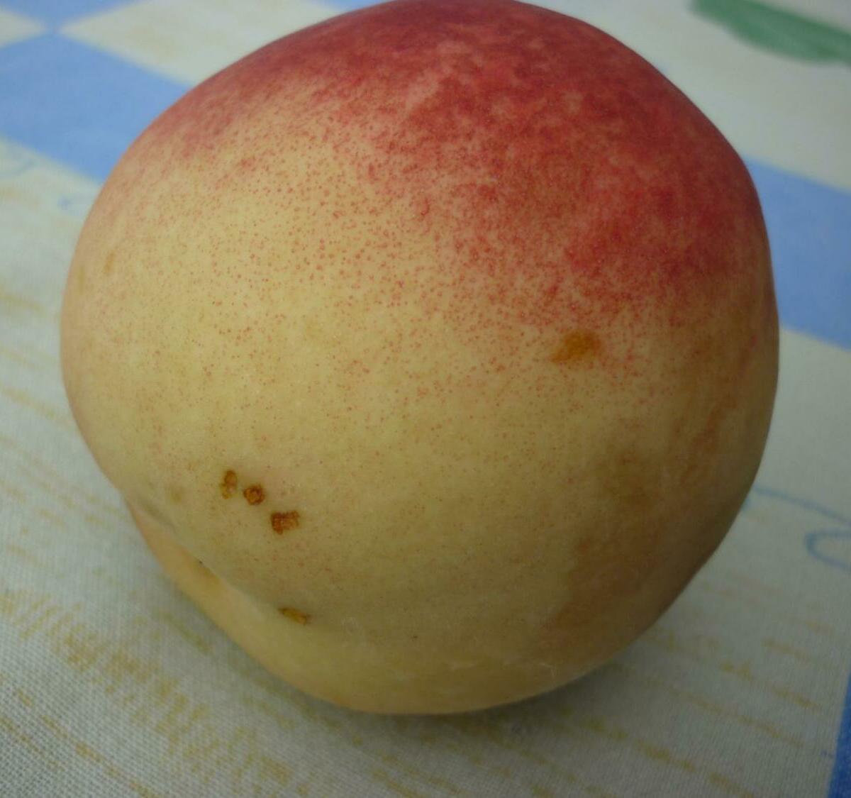 Персик Белый лебедь Персик Белый лебедь