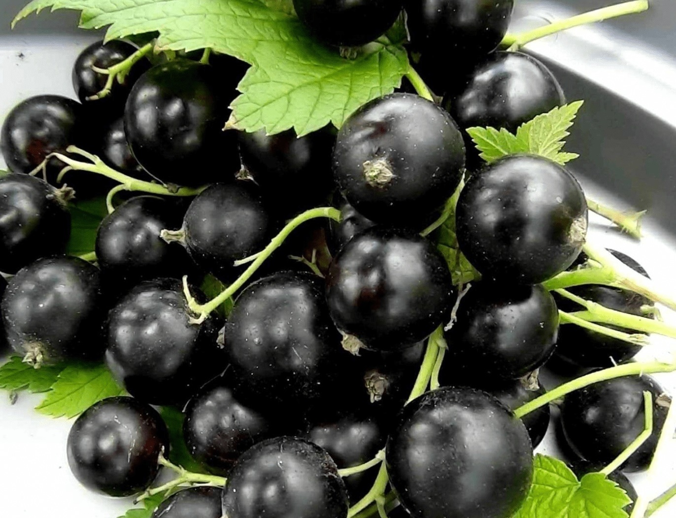 Смородина Чёрный аист Смородина Чёрный аист