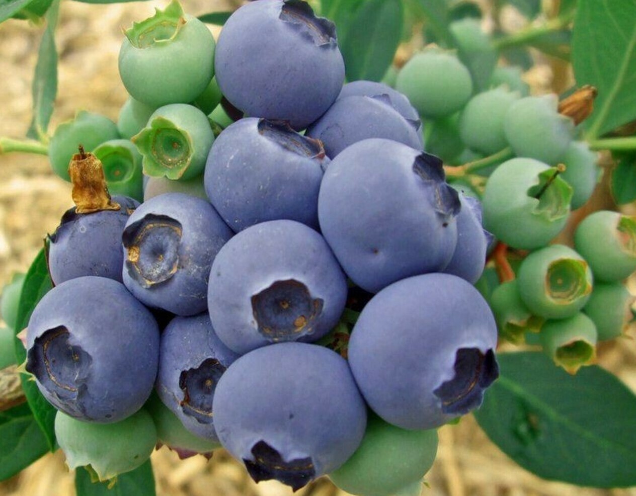 Голубика Патриот Голубика Патриот