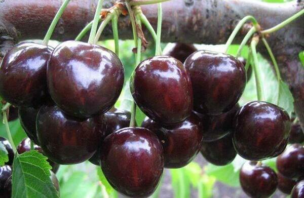 Черешня Валерий Чкалов Черешня Валерий Чкалов