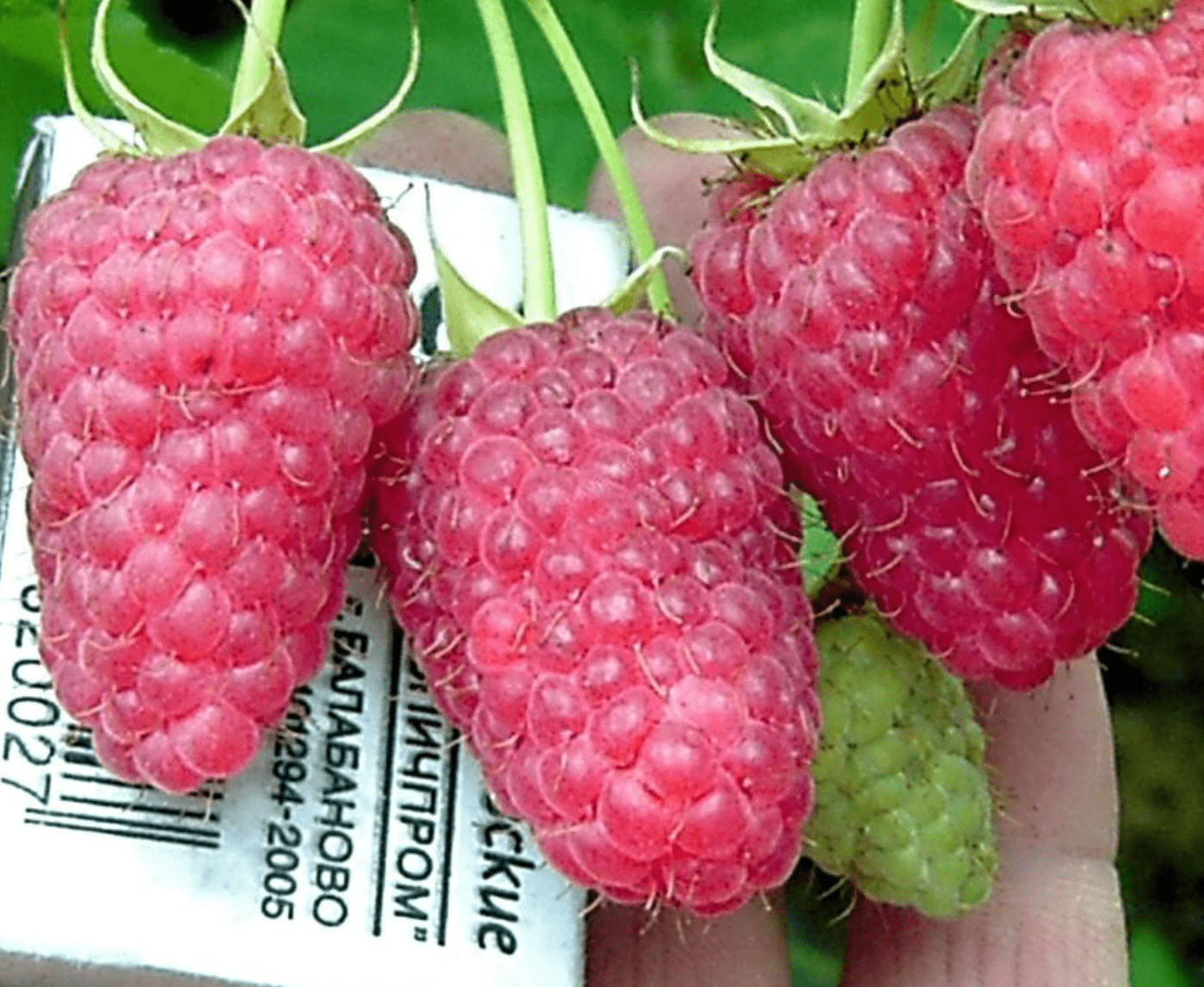 Малина Дерево Богатырь Малина Дерево Богатырь