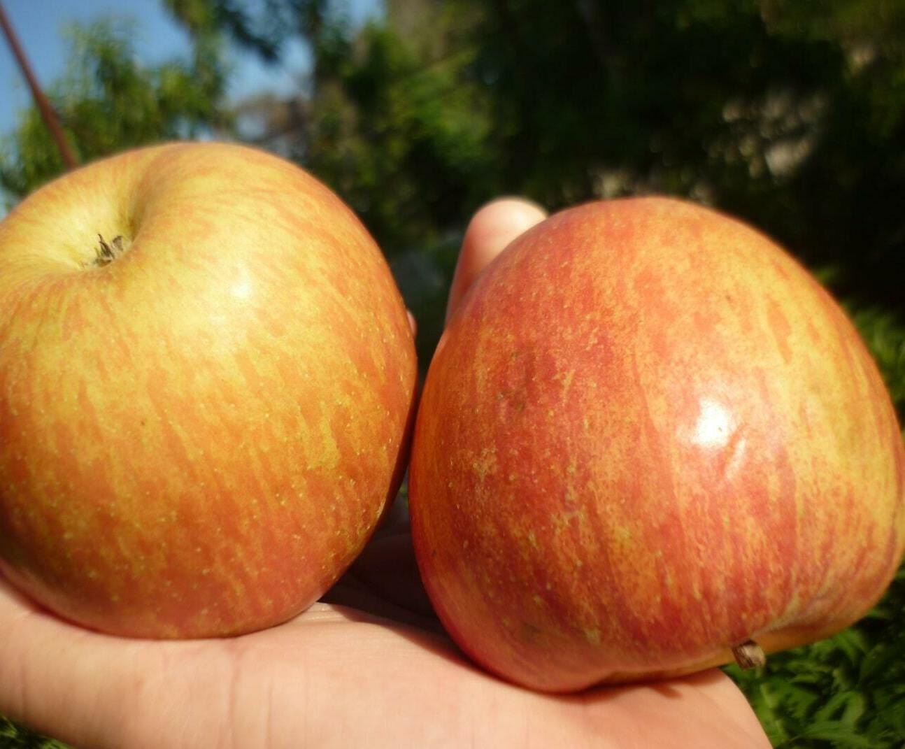 Яблоня Фуджи Яблоня Фуджи