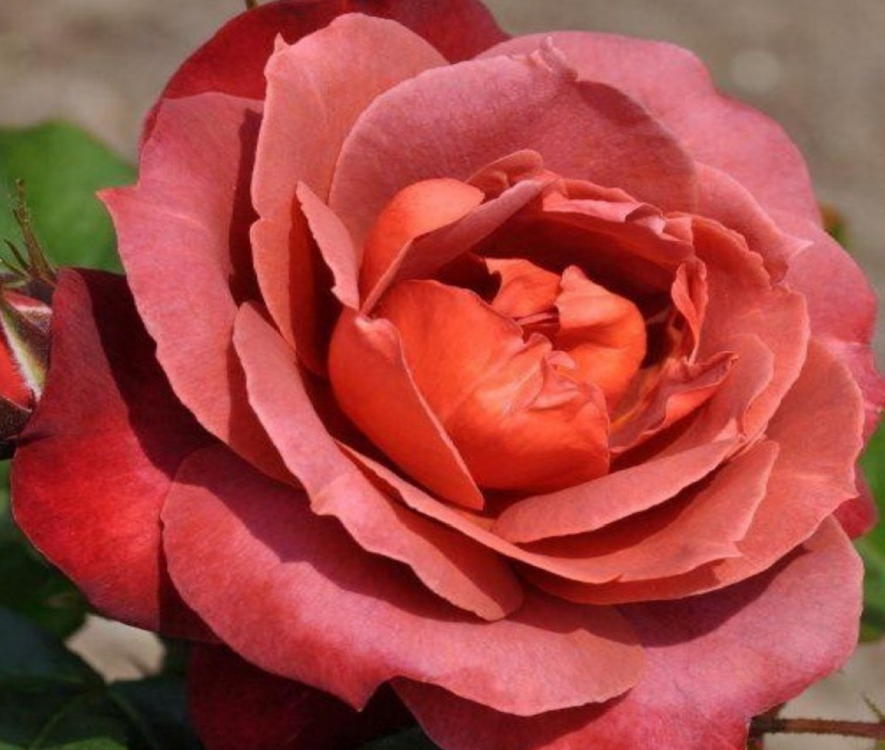 Роза флорибунда Горячий шоколад Роза флорибунда Горячий шоколад