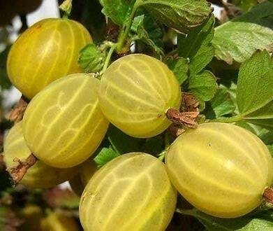 Крыжовник Уральский безшипный Крыжовник Уральский безшипный