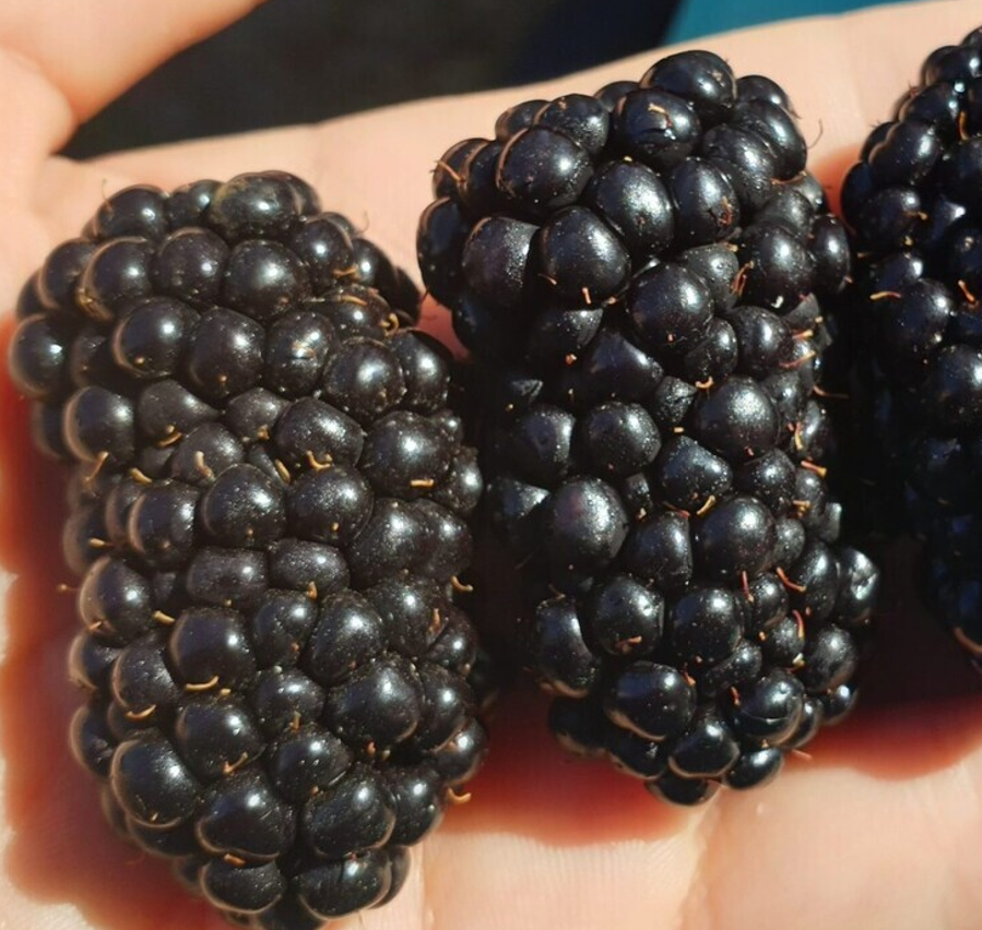 Ежевика Тройная Корона Ежевика Тройная Корона