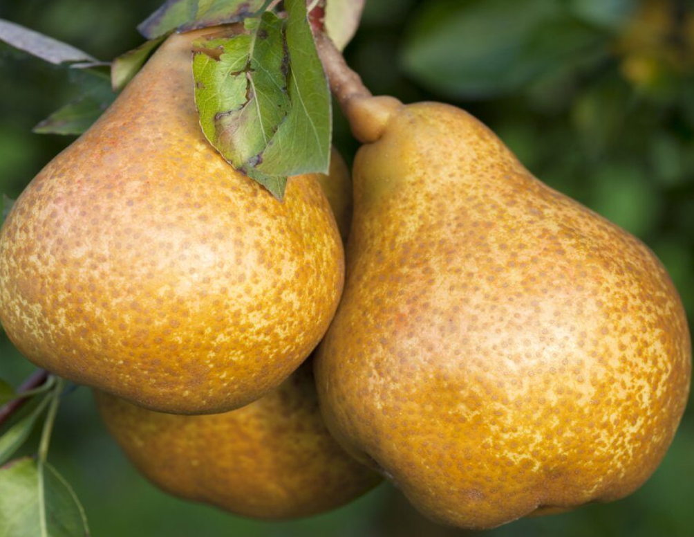 Груша Бере Боск Груша Бере Боск