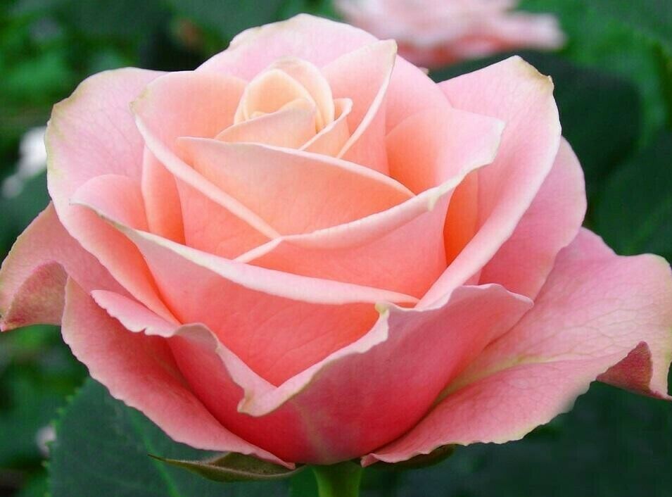 Роза Ангажемент Роза Ангажемент