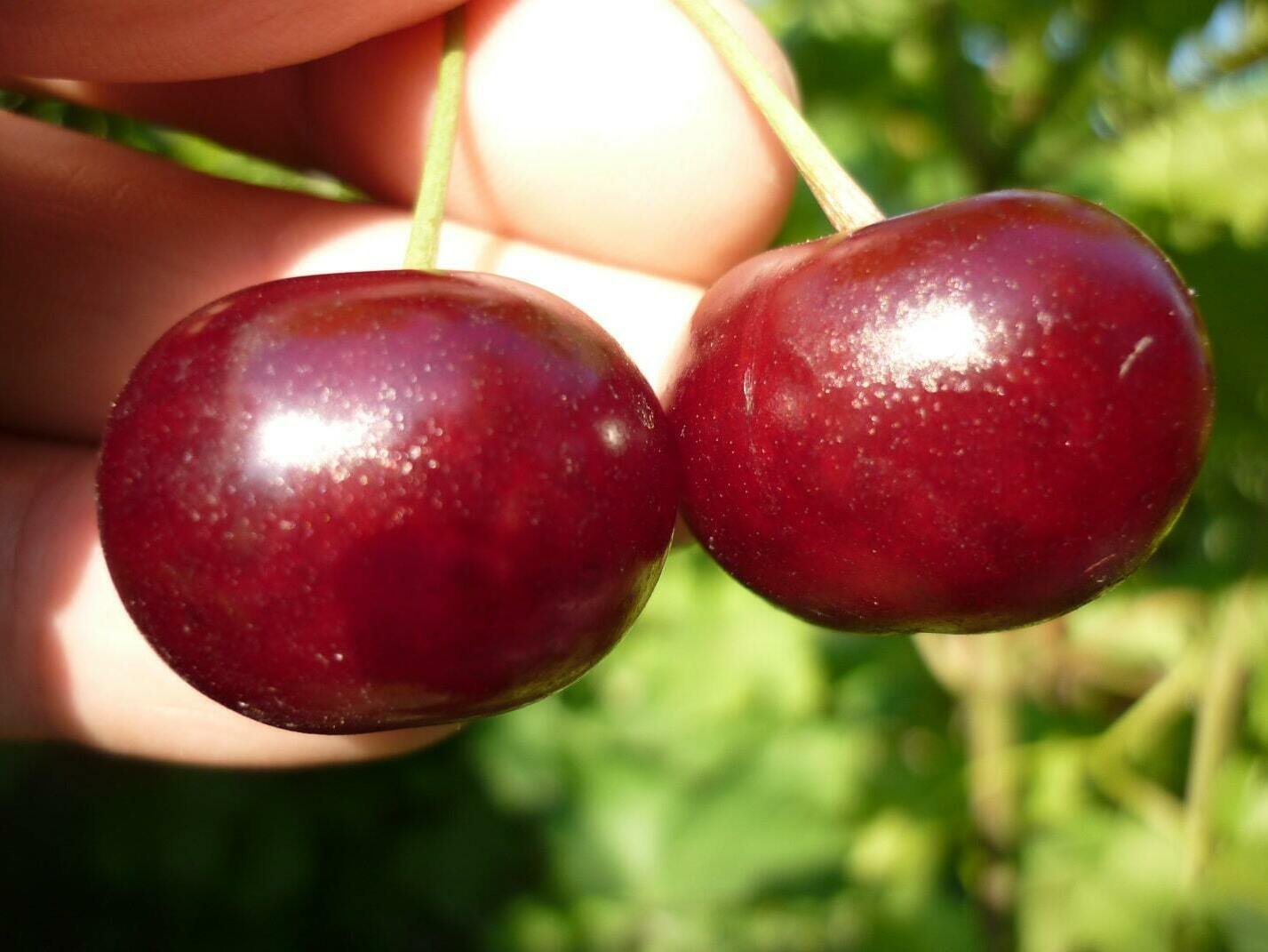 Вишня Чудо Вишня Чудо