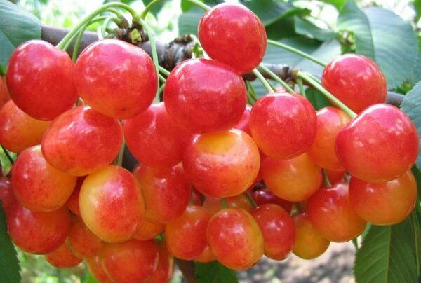 Черешня Приусадебная Черешня Приусадебная