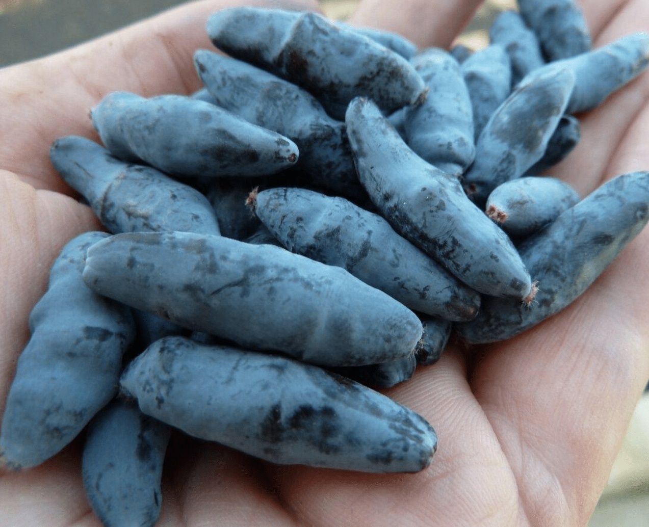 Жимолость Бакчарский Великан Жимолость Бакчарский Великан