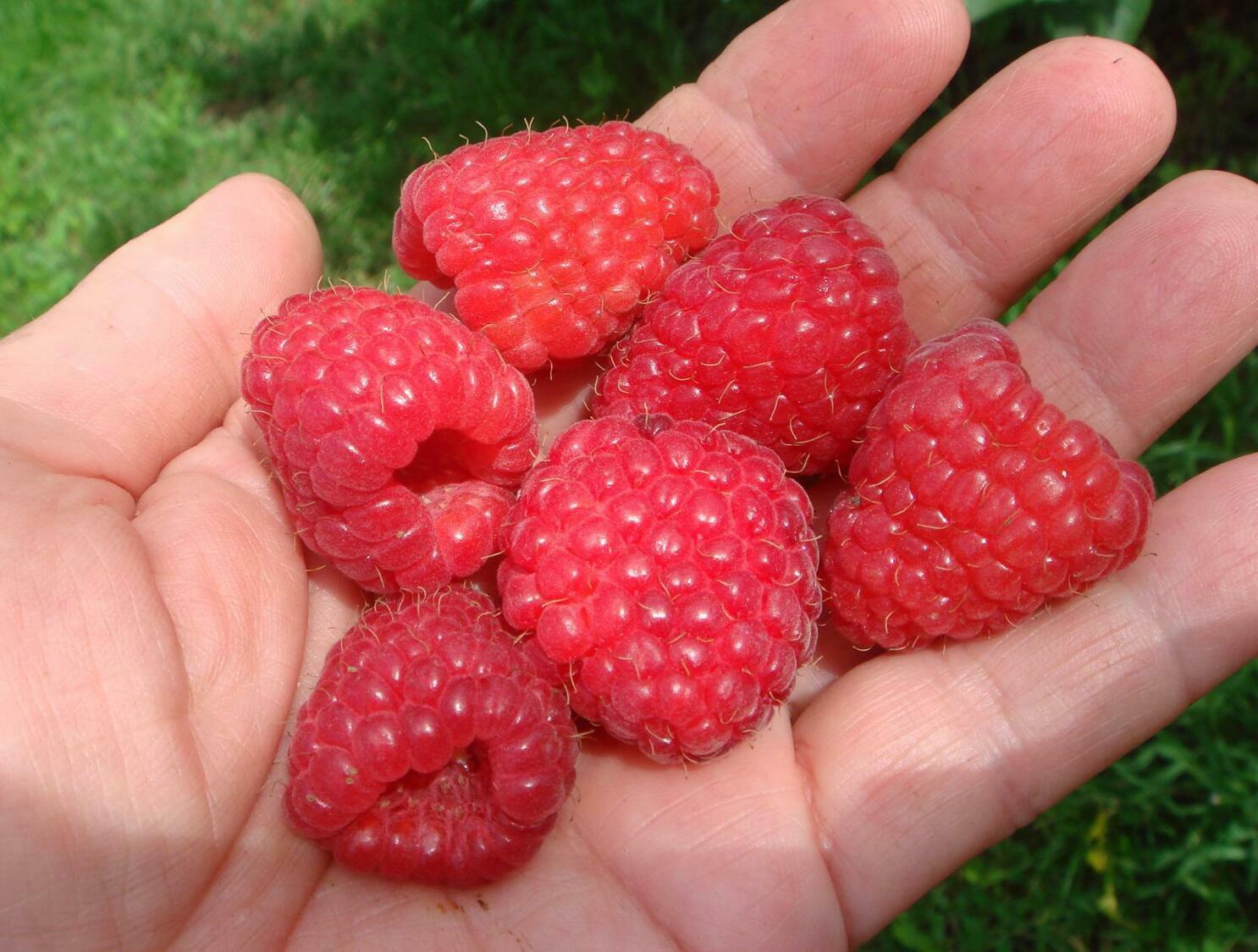 Малина Феномен Малина Феномен