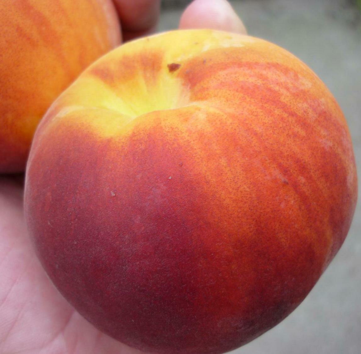 Персик Посол Мира Персик Посол Мира