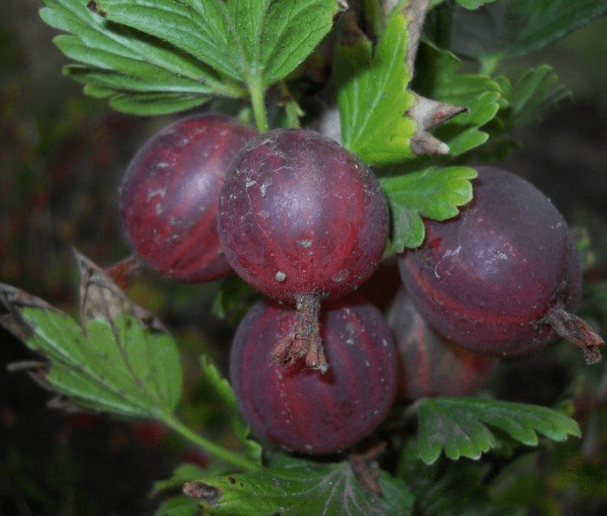 Крыжовник Командор Крыжовник Командор