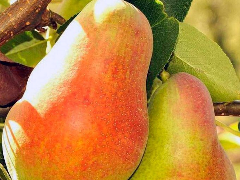 Груша Талгарская красавица Груша Талгарская красавица