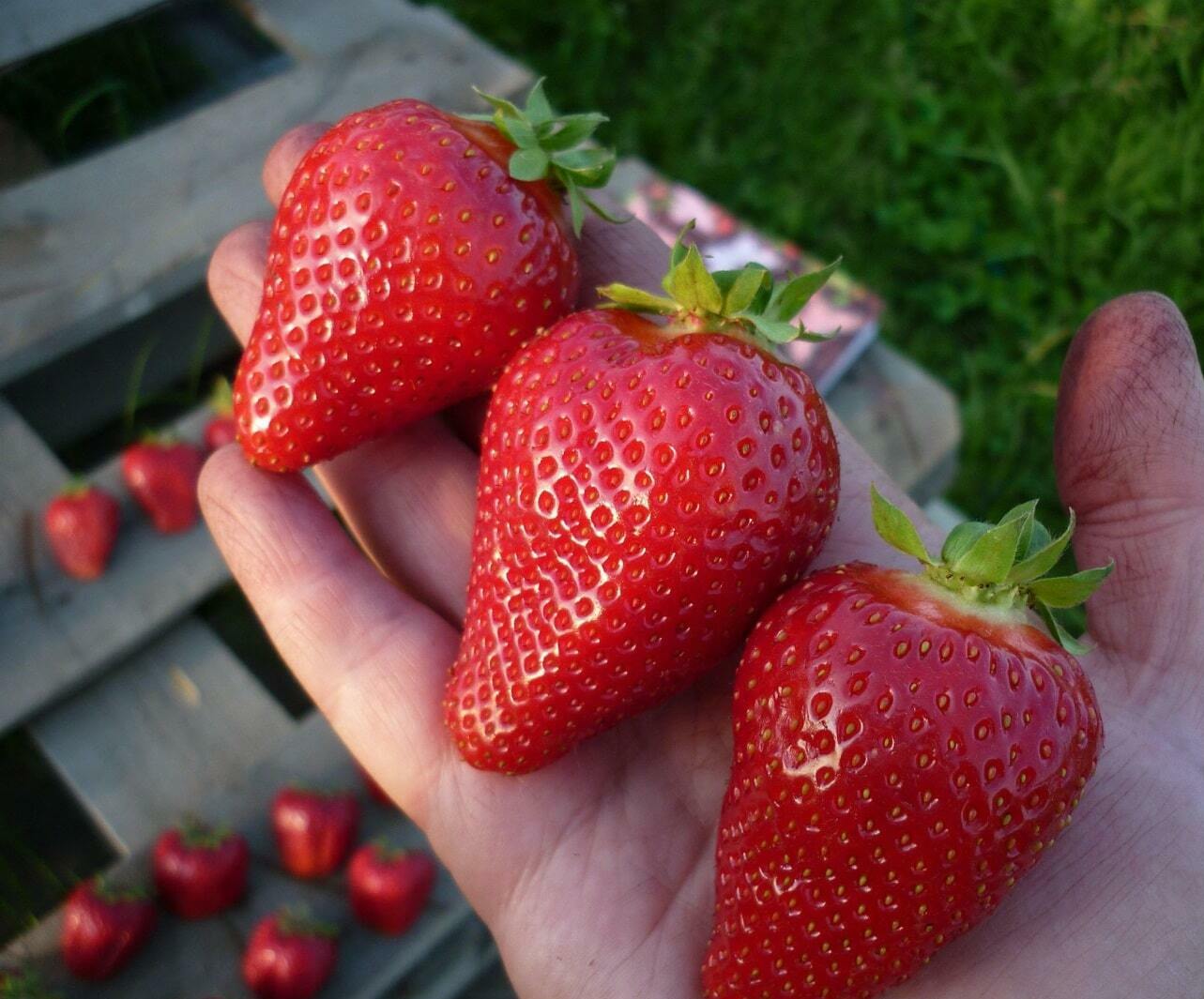 Клубника Сан Андреас Клубника Сан Андреас