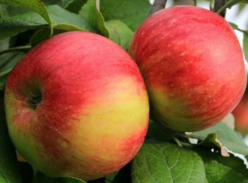 Яблоня Джонатан Яблоня Джонатан