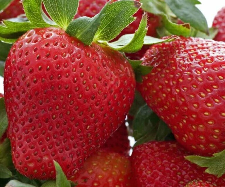 Клубника Хоней Клубника Хоней