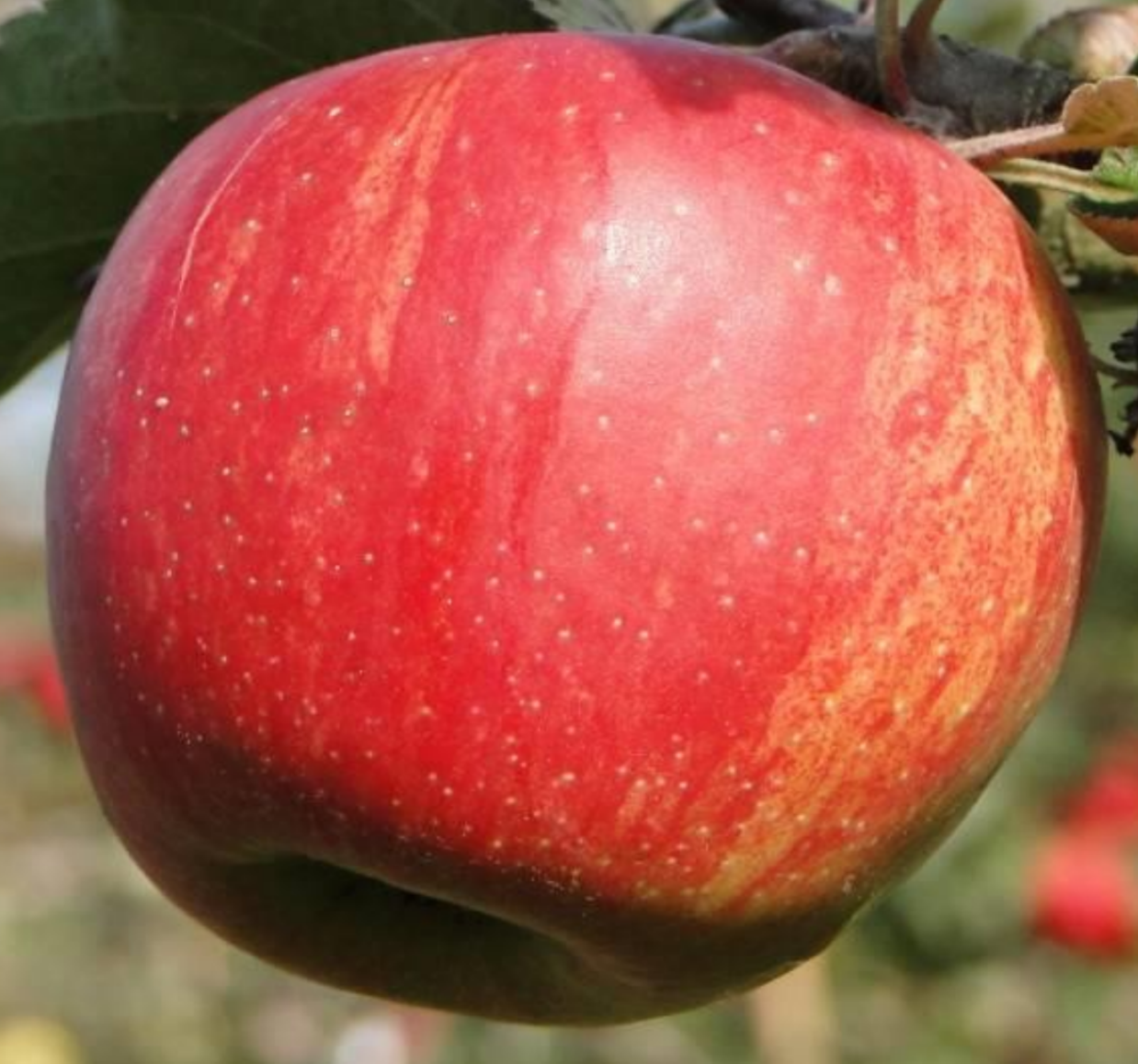 Яблоня Джонаголд Яблоня Джонаголд